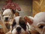 Angol Bulldog kiskutyák - www.kutyakozmetika.mbit.hu