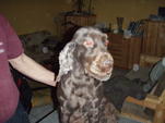 Jenny nyírás után - www.kutyakozmetika.mbit.hu
